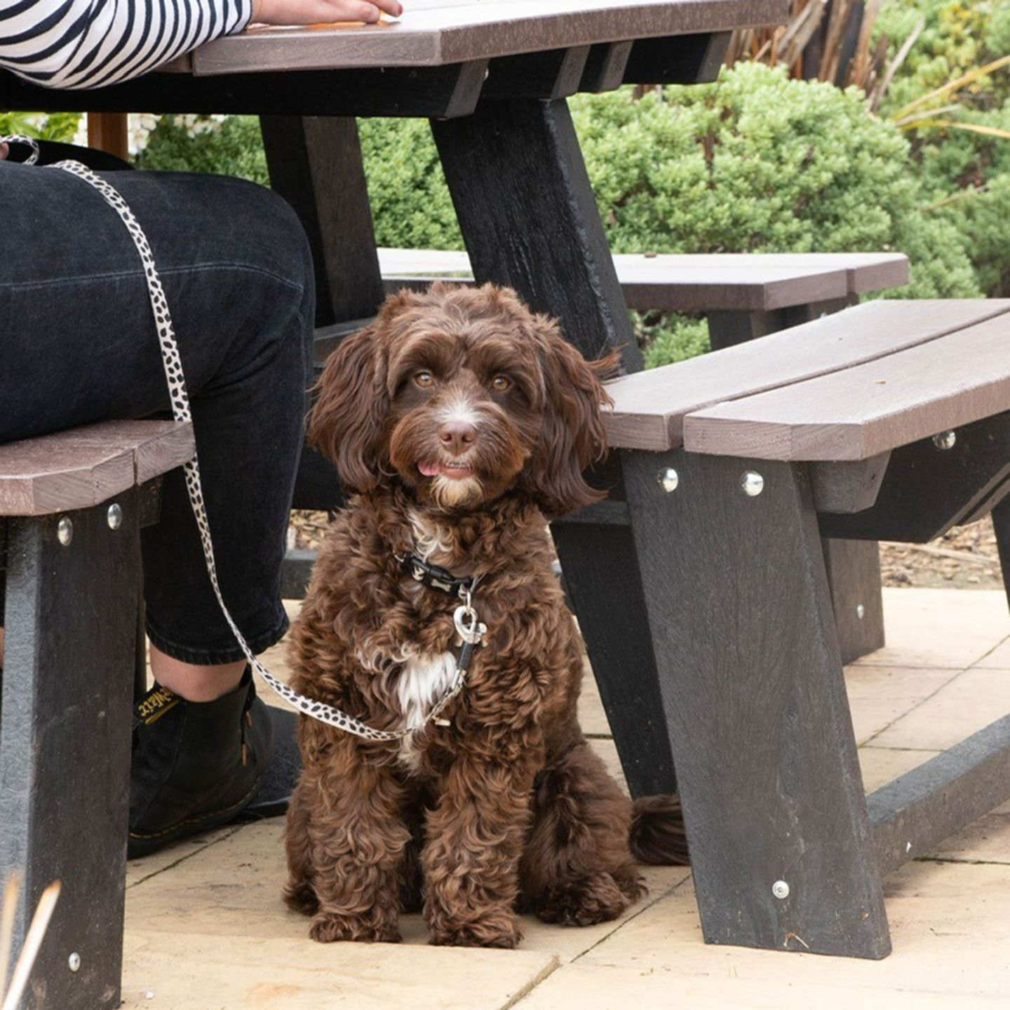 Your local dog friendly pub in Shrewsbury